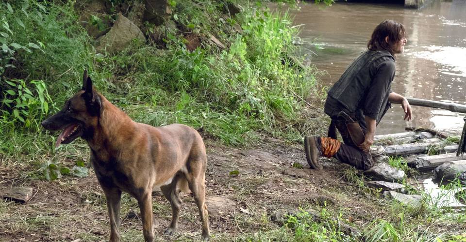 Walking Dead Fan Petition Begs Producers Not to Kill Daryls Dog Walking Dead Fan Petition Begs Producers Not to Kill Daryls Dog